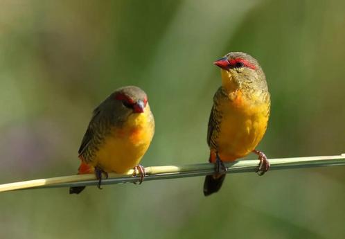 Goudbuikje - amandava subflava, Dieren en Toebehoren, Vogels | Overige Vogels, Tropenvogel, Meerdere dieren, Geringd