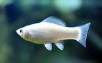 10 gezonde witte mollys voor 10 euro, Dieren en Toebehoren, Vissen | Aquariumvissen, Vis