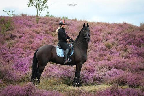 Gezocht een leuk bijrijdpaard, Dieren en Toebehoren, Paarden en Pony's | Overige Paardenspullen, Ophalen of Verzenden