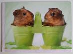 Cavia's in emmertjes / bloempotjes, dubbele kaart + envelop, Verzamelen, Ansichtkaarten | Dieren, Ophalen of Verzenden, 1980 tot heden