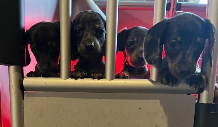 Leuk nestje teckel pups echte boefjes !, Dieren en Toebehoren, Honden | Teckels en Dashonden, Meerdere dieren, Korthaar, Kaninchen