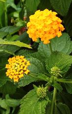 Texas wisselbloem 'Yellow/Orange' (Lantana urticoides), Ophalen of Verzenden, Zomer, Volle zon