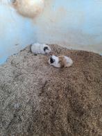Jonge cavia vrouwtjes, Dieren en Toebehoren, Knaagdieren, Augustus, Vrouwelijk, Cavia