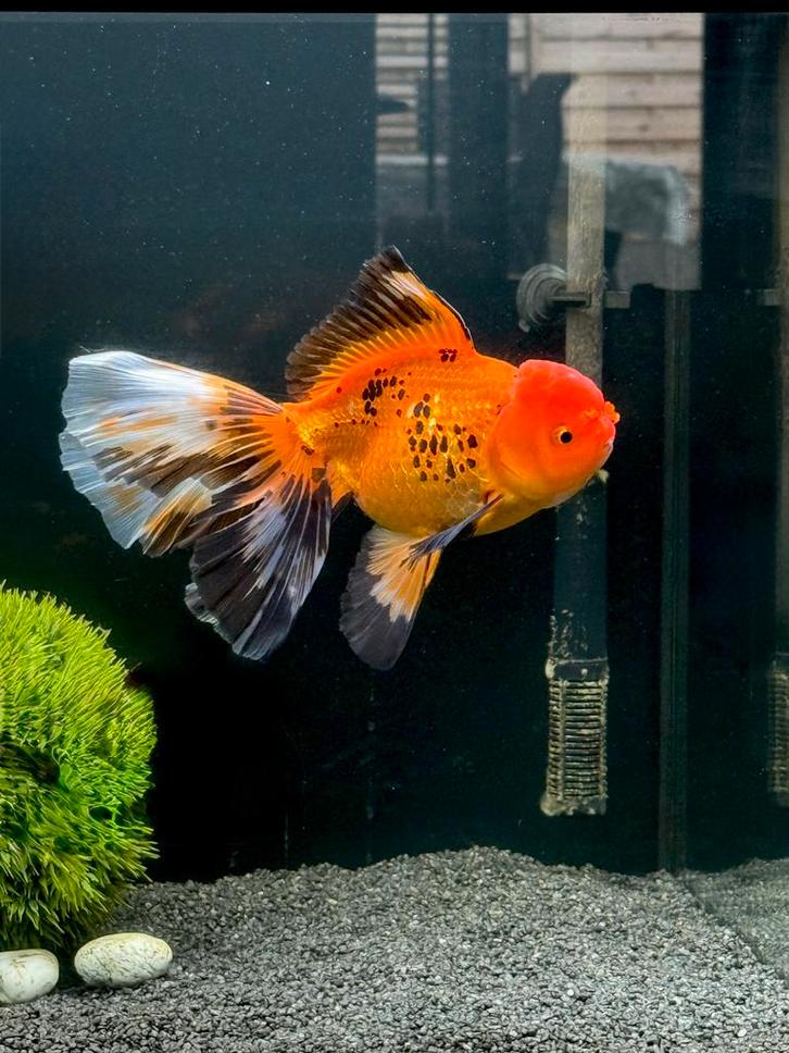 Kwaliteit Fancy Goldfish Oranda Sluierstaart Vrouwtje!, Dieren en Toebehoren, Vissen | Aquariumvissen, Zoetwatervis, Vis