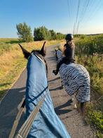 Gezocht vakantie plekje omgeving Echt ( Limburg ), Dieren en Toebehoren, Stalling en Weidegang, Weidegang, 2 of 3 paarden of pony's