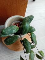 Hoya Sigillatis rond lief. Plantje met 2 stekjes, Ophalen of Verzenden, Overige soorten, Minder dan 100 cm