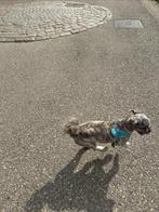 Boomer pup, Rabiës (hondsdolheid), 15 weken tot 1 jaar, Eén hond, Nederland