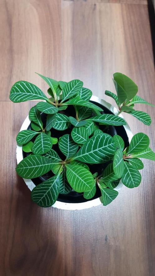 Madagascar jewel plantjes⭐, Huis en Inrichting, Kamerplanten, Overige soorten, Minder dan 100 cm, Ophalen of Verzenden
