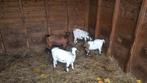 Te koop geit lammeren, Dieren en Toebehoren, Schapen, Geiten en Varkens, Vrouwelijk, Geit, 0 tot 2 jaar