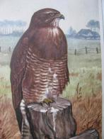 Oude Kaart met Roofvogel - Buizerd, Verzenden, 1940 tot 1960, Ongelopen, Natuur
