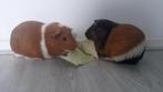 Cavia's en kooi ter overname, Dieren en Toebehoren, Cavia, Mannelijk, Januari, Tam