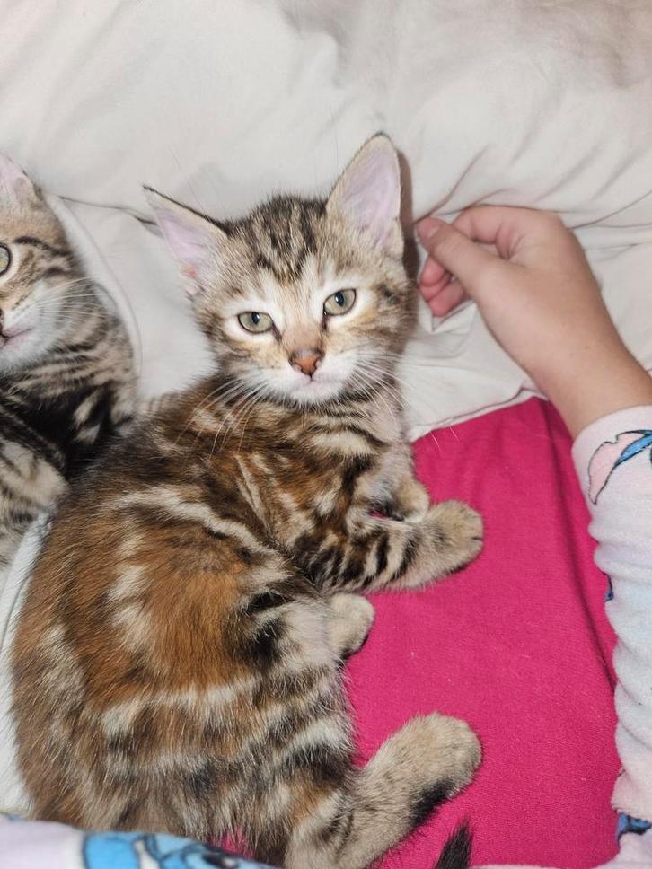 Alleen bengaal poesje nog over!, Dieren en Toebehoren, Katten en Kittens | Raskatten | Korthaar, Meerdere dieren