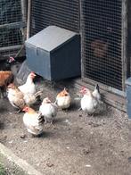 7 chabo hennen met 1 haan, Dieren en Toebehoren, Meerdere dieren, Kip