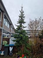Grote kerstboom, Tuin en Terras, Planten | Bomen, Bloeit niet, Overige soorten, 400 cm of meer, Ophalen