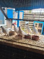 Hoogvlieger Weners en Budapesters duiven, Dieren en Toebehoren, Vogels | Duiven, Meerdere dieren, Overige soorten