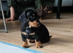 Prachtige lieve (dwerg) teckel pups, Dieren en Toebehoren, Honden | Teckels en Dashonden, CDV (hondenziekte), Particulier, Meerdere