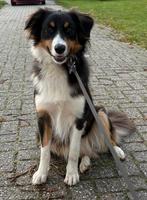 Australian sheperd, lief teefje, Dieren en Toebehoren, Honden | Herdershonden en Veedrijvers, Parvo, 1 tot 2 jaar, Teef, Eén hond