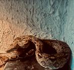 boa constrictor imperator, Dieren en Toebehoren, Reptielen en Amfibieën, Slang