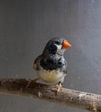 Zebravink Zwart wang man, Mannelijk, Tropenvogel