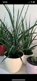 Vet plant met pot (60 cm ) €15, Tuin en Terras, Planten | Tuinplanten, Ophalen, Bloeit niet, Overige soorten, Halfschaduw