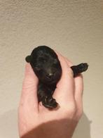 Kleine toypoedeltjes mini doodletjes, Dieren en Toebehoren, Honden | Chihuahua's en Gezelschapshonden, Poedel, Reu, Eén hond, Nederland