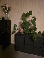 Mooie monstera, Ophalen, Halfschaduw, Minder dan 100 cm