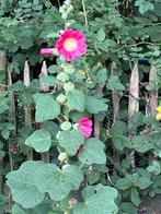 Stokroos roze plantjes, Ophalen, Zomer, Overige soorten, Volle zon