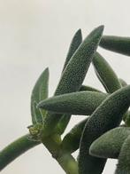 Crassula in witte pot – sterke vetplant, Ophalen, Halfschaduw, Minder dan 100 cm