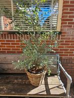 ACTIE Eucalyptusstruik van €39,50 - €20, 100 tot 250 cm, Zomer, Palmboom, Ophalen