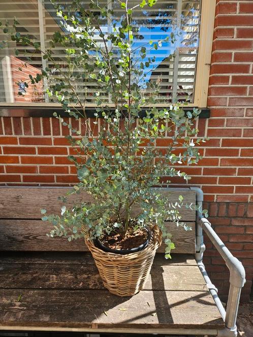 ACTIE Eucalyptusstruik van €39,50 - €20, Tuin en Terras, Planten | Bomen, Palmboom, 100 tot 250 cm, Volle zon, Zomer, Ophalen