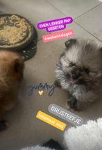 Prachtige pomeriaantjes, Keeshond, 8 tot 15 weken, Meerdere, Meerdere dieren