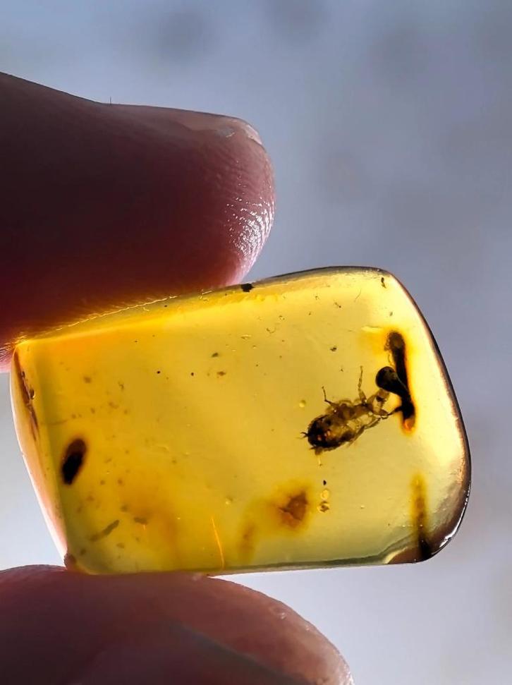 Birmees Amber (P2) met skelet of huid van onbekend insect., Verzamelen, Mineralen en Fossielen, Fossiel, Verzenden