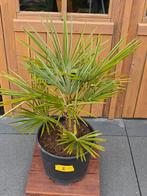 Trachycarpus Fortunei nr.2 NL kweek, Ophalen, Zomer, Overige soorten, Halfschaduw