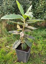 Eriobotrya japonica - Japanse wolmispel / Loquat, Tuin en Terras, Winter, Halfschaduw, Overige soorten, Minder dan 100 cm