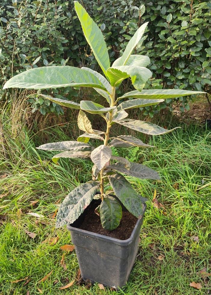 Eriobotrya japonica - Japanse wolmispel / Loquat, Tuin en Terras, Planten | Bomen, Overige soorten, Minder dan 100 cm, Halfschaduw