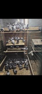 Postduif 4 maanden oud, Dieren en Toebehoren, Vogels | Duiven, Mannelijk, Postduif