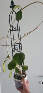 Hoya Kerrii, Huis en Inrichting, Ophalen