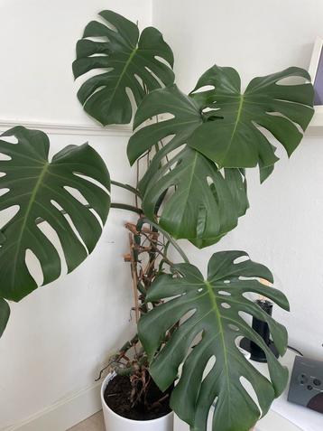 Mooie Monstera (gatenplant) - 50cm beschikbaar voor biedingen