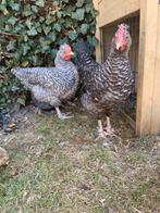 2 lieve jonge hanen, Dieren en Toebehoren, Pluimvee, Mannelijk, Kip