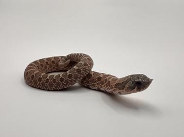 Heterodon Nasicus beschikbaar voor biedingen