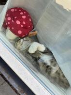 Kater britse korthaar mix, Dieren en Toebehoren, Katten en Kittens | Raskatten | Korthaar, Kater, 0 tot 2 jaar