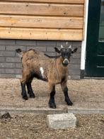 Maanvlek bok tekoop, Dieren en Toebehoren, Schapen, Geiten en Varkens, Mannelijk, Geit, 0 tot 2 jaar