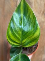 Strelitzia nicolai variegata plant aurea yellow lime mint, Huis en Inrichting, Kamerplanten, Ophalen of Verzenden, Overige soorten