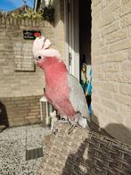 Zeer tamme rose kaketoe te koop, Dieren en Toebehoren, Vogels | Parkieten en Papegaaien, Mannelijk, Papegaai, Geringd