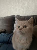 Britse korthaar., Dieren en Toebehoren, Katten en Kittens | Dekkaters