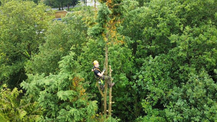 Bomen verwijderen/snoeien, Diensten en Vakmensen, Tuinmannen en Stratenmakers, Tuinonderhoud of Snoeiwerk, Tuinontwerp, Garantie