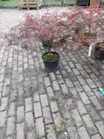 Japanse esdoorn acer palmatum garnet, Tuin en Terras, Planten | Struiken en Hagen, Ophalen, Esdoorn, Minder dan 100 cm