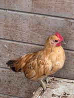 2 mooie Serama haantjes!, Dieren en Toebehoren, Pluimvee, Mannelijk, Kip