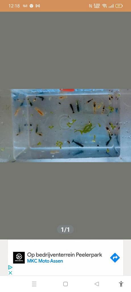 Garnalen mix diverse kleuren met javamos, Dieren en Toebehoren, Vissen | Aquariumvissen, Kreeft, Krab of Garnaal