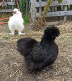 Zijdehoen koppeltje zwarte hen en witte of gevlekte haan, Meerdere dieren, Kip